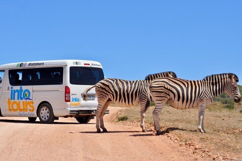 Zebra crossing the road near the Into Tours vehicle in Addo Elephant National Park