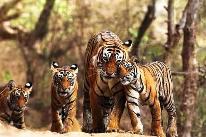Tiger Family in Ranthambhore Tiger Reserve