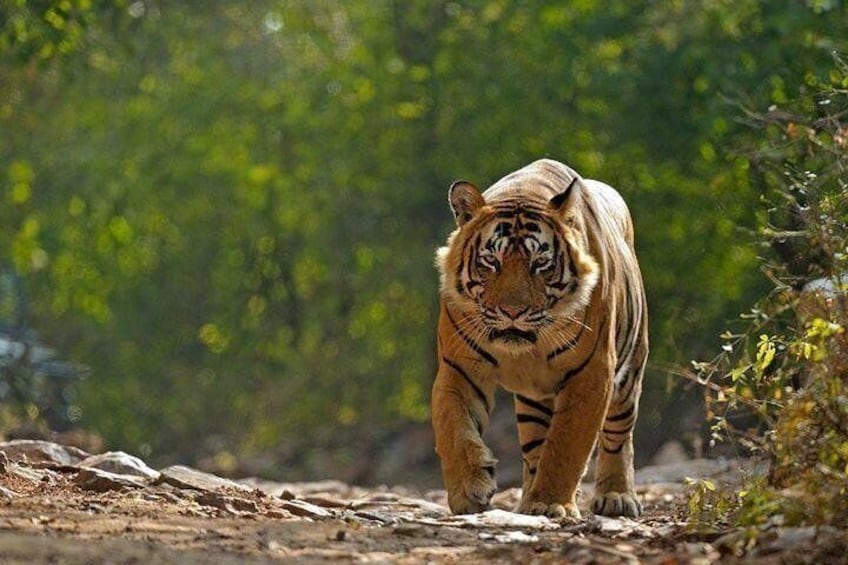 Ranthambhore Tiger Reserve