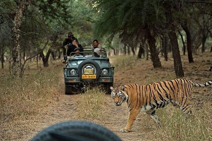 Private 6-Day Ranthambhore Tiger Tour including Delhi, Agra and Jaipur