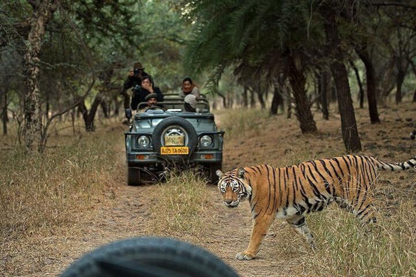 Jeep Safari at Ranthambhore Tiger Reserve