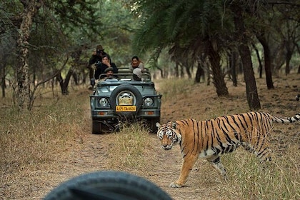 Private 6-Day Ranthambhore Tiger Tour including Delhi, Agra and Jaipur