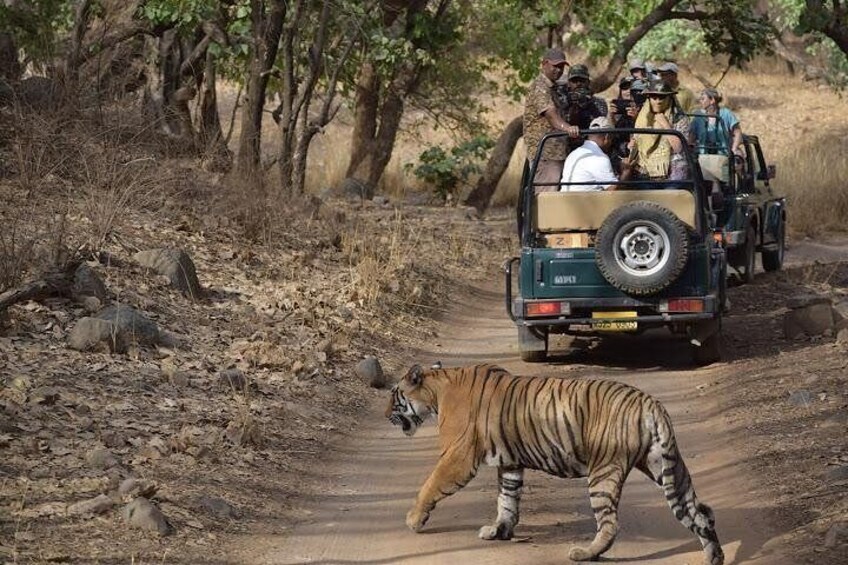 Jeep Safari in Ranthambhore Tiger Reserve