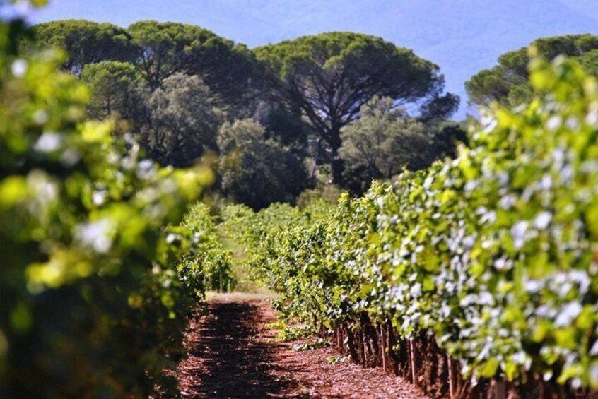 Calanques of Cassis, Aix-en-Provence & Wine Tasting Private Tour
