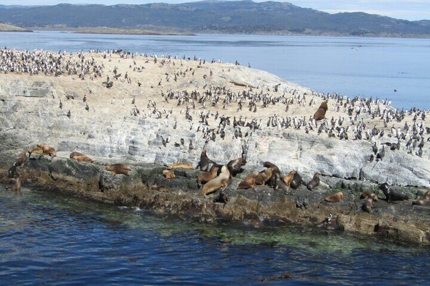 Navigation in the Beagle Channel with minitrekking USHUAIA