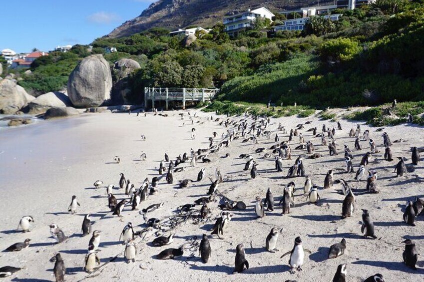 Table Mountain, Penguins & Cape Point Shore Tour from Cape Town