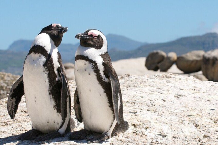 Cape Town Shore Tour: Table Mountain, Penguin & Cape Point