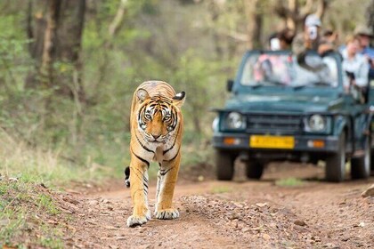 4 Days: Ranthambore Tiger Safari & Guided Jaipur Tour From Agra With Delhi ...