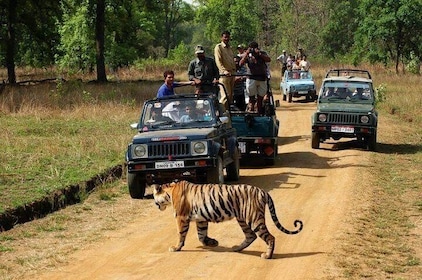 Private 3-Day Ranthambhore Tiger Tour including Agra and Jaipur
