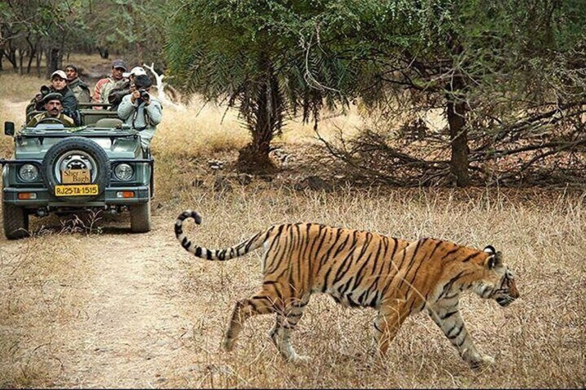 Tiger Sighting at Ranthambhore National Park