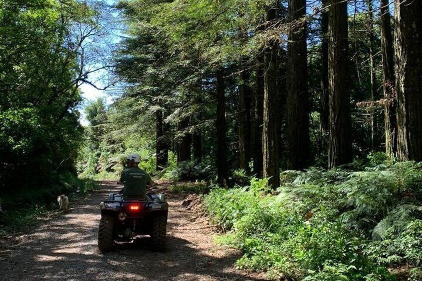 Quadricycle Tour to the Hills with Off Road - 2 people in Quadri