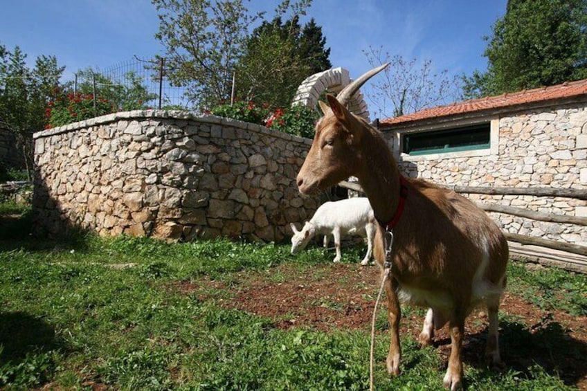 Korcula Island Mountain Bike Private Tour