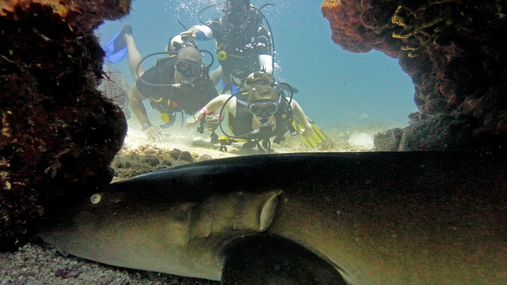 Divers exploring the ocean floor in Mexico