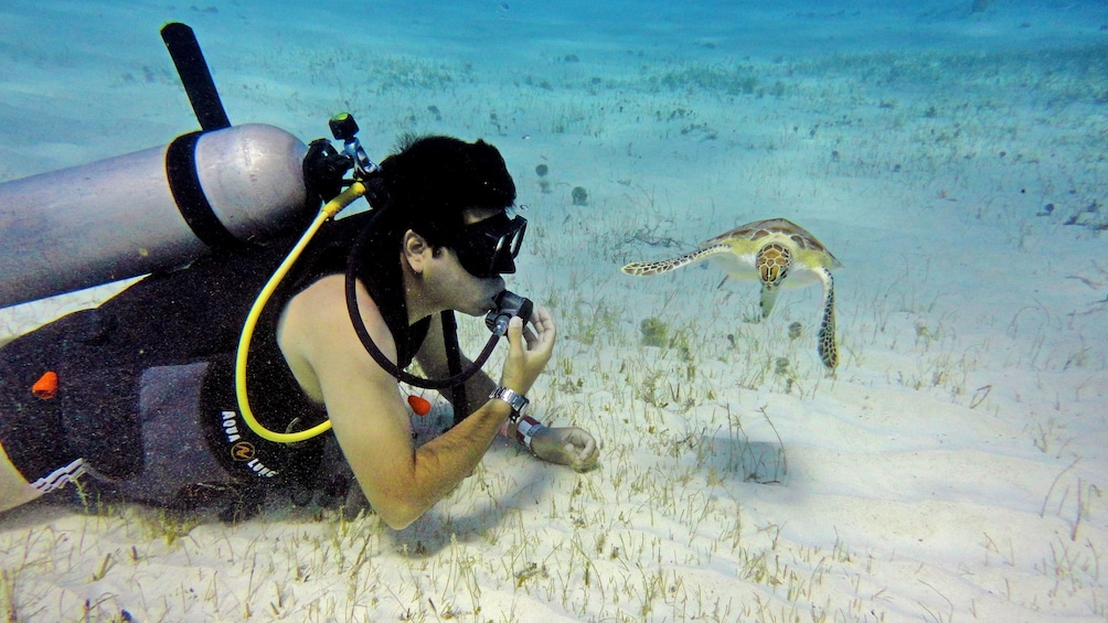 Scuba diving with sea turtles in Mexico