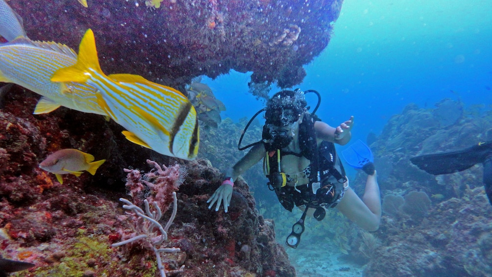 Diving along coral reefs in Mexico