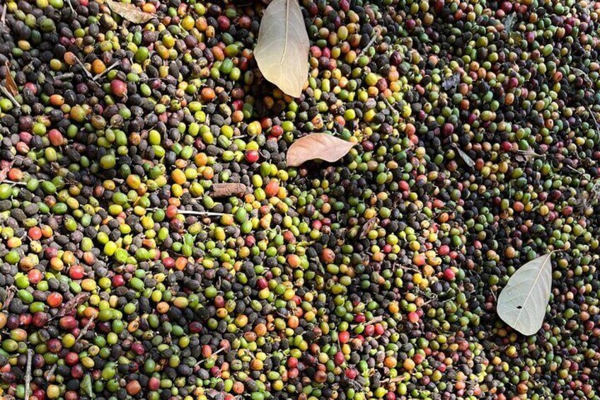 Coffee Farm Tour 80 km from São Paulo and breakfast -8 hours