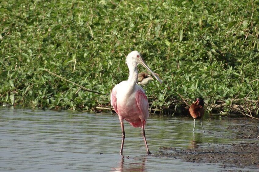 Mangue de Santos, bird watching, local fauna and flora - Boat trip.