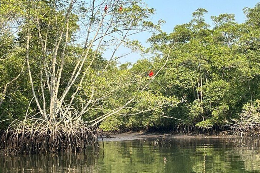 Birdwatching Eco boat tour in the mango – Fauna and Flora