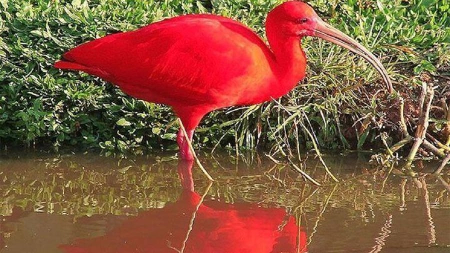Red Guará, endemic species in the region