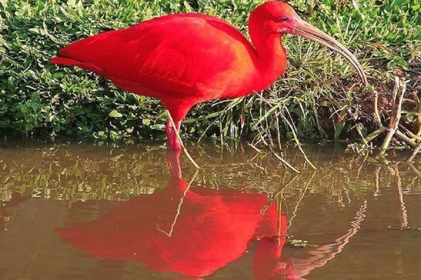 Red Guará, endemic species in the region