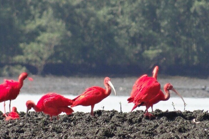 Mangue de Santos, bird watching R$390.00 person (this minimum value 4 people)