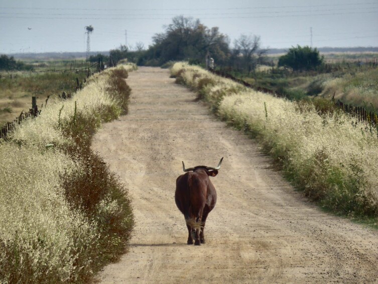 Doñana National Park Private Day Trip from Seville