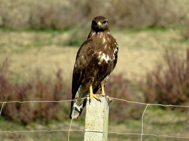 Doñana National Park Private Day Trip from Seville