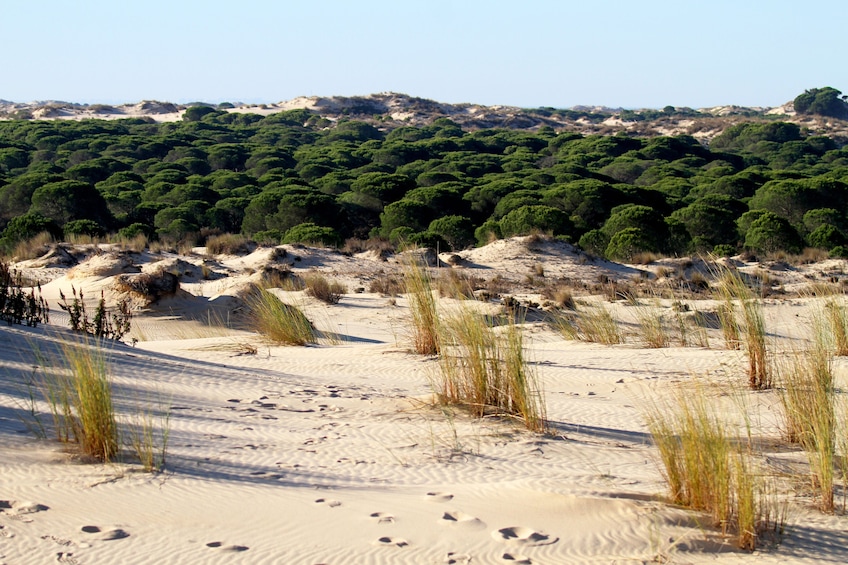 Day Trip to Doñana from Seville (private)