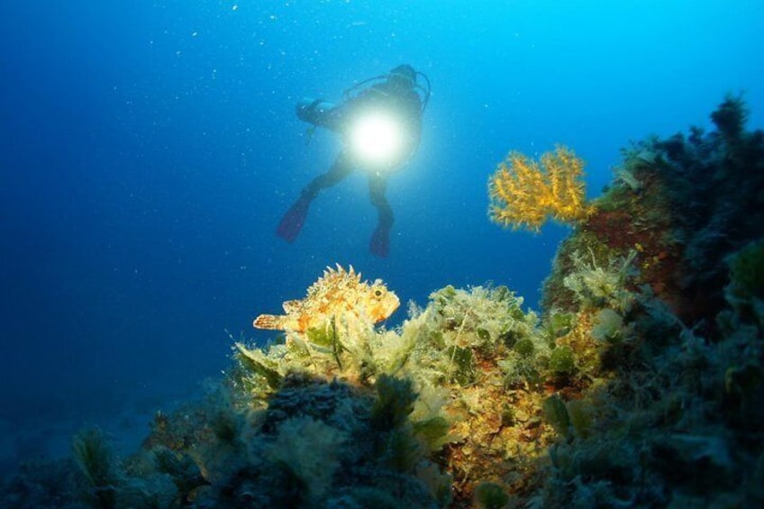 Diving at island Brac