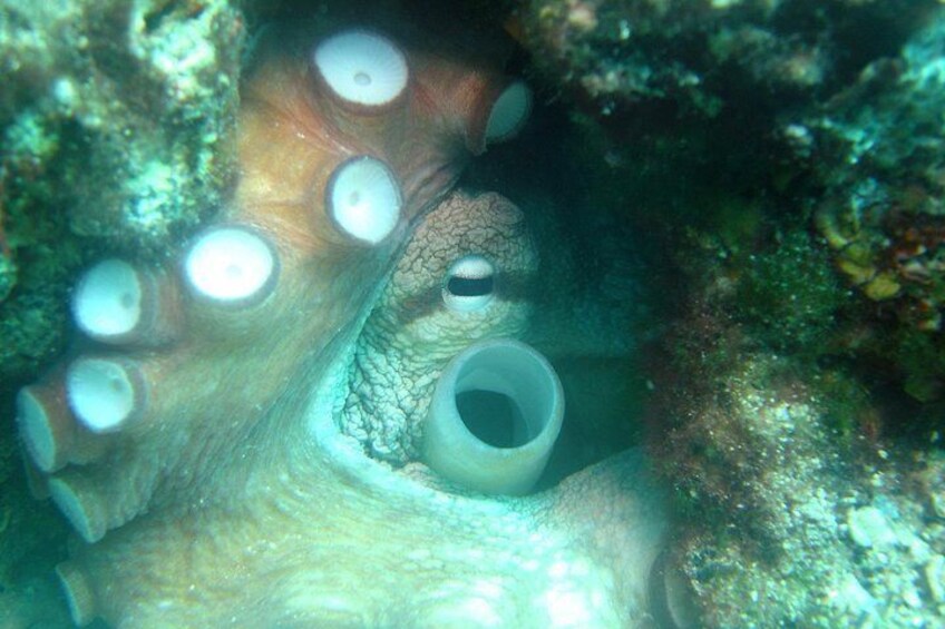 Octopus at island Brac
