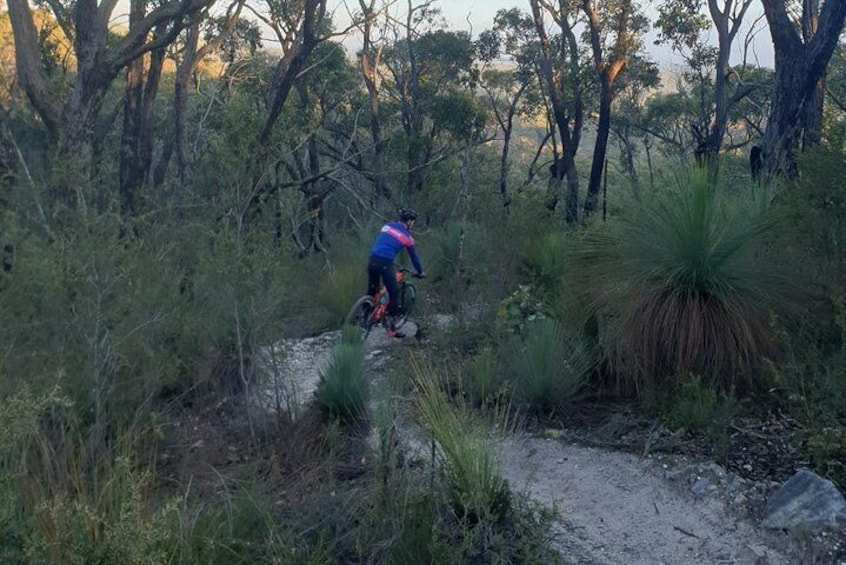 Beautiful bush tracks