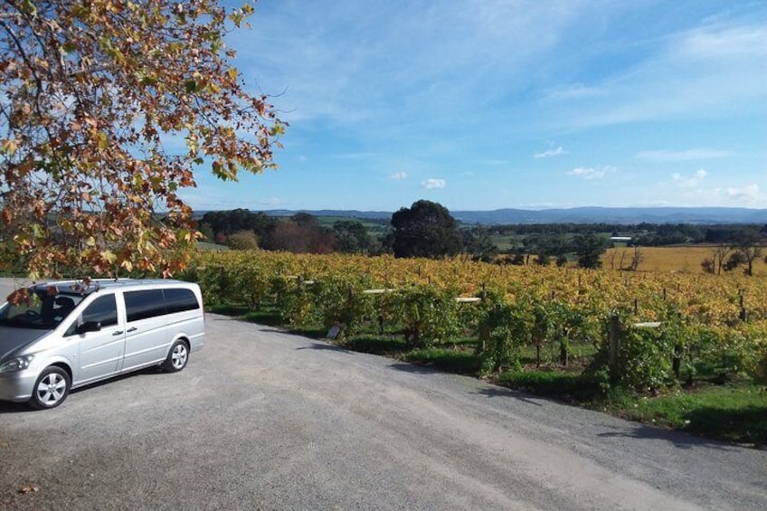 Yarra Valley Luxury Private Tour Vehicle, Mercedes 