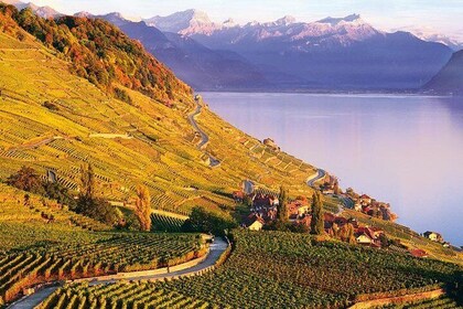 "Lavaux BETTER than Bordeaux" .- NYTimes => Wine tasting in Lavaux
