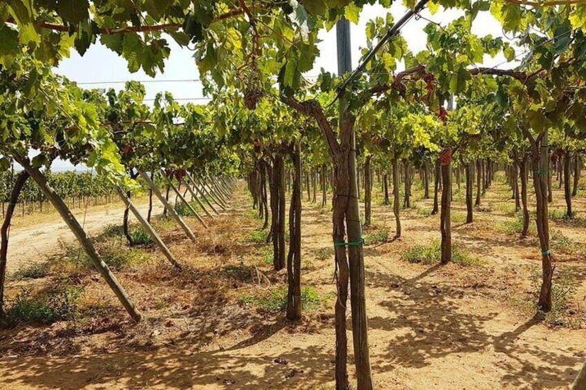 Private Algarve Wines Route