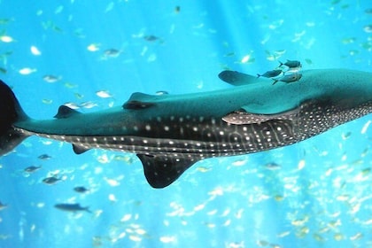 Whale Shark Close Encounters