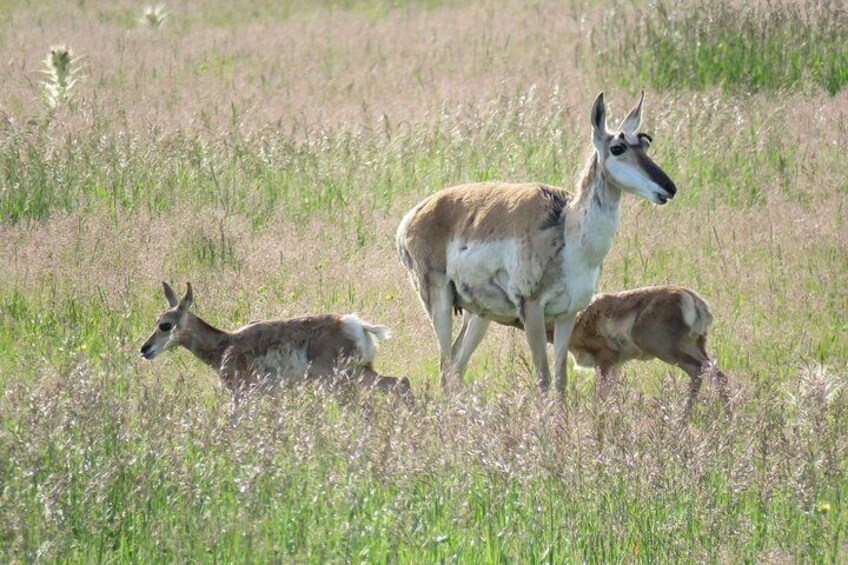 Yellowstone National Park - PRIVATE Full-Day Lower Loop Tour from Jackson Hole