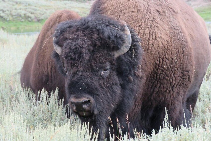 Yellowstone National Park - PRIVATE Full-Day Lower Loop Tour from Jackson Hole