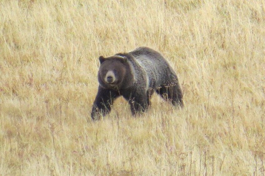 Yellowstone National Park - PRIVATE Full-Day Lower Loop Tour from Jackson Hole