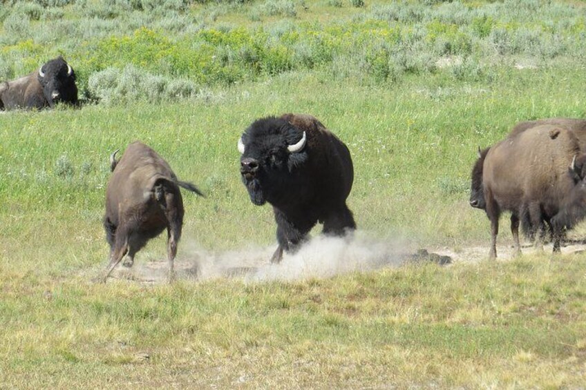Yellowstone National Park - PRIVATE Full-Day Lower Loop Tour from Jackson Hole