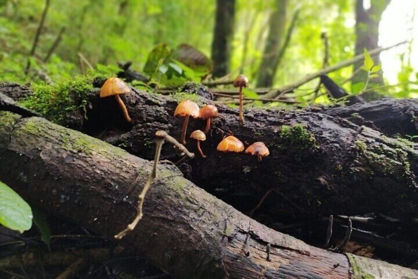 fungi