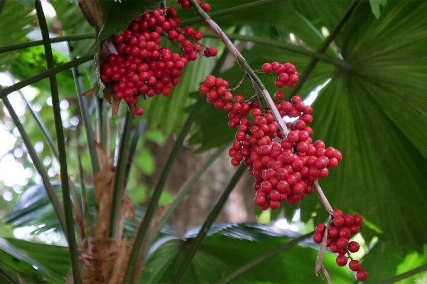 We will marvel at exotic and endemic plants with you in Jardin du Roi, a spice garden created in the 17th century.