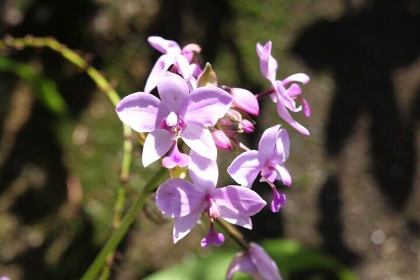 The flora and fauna in the Seychelles is great, you will be surprised