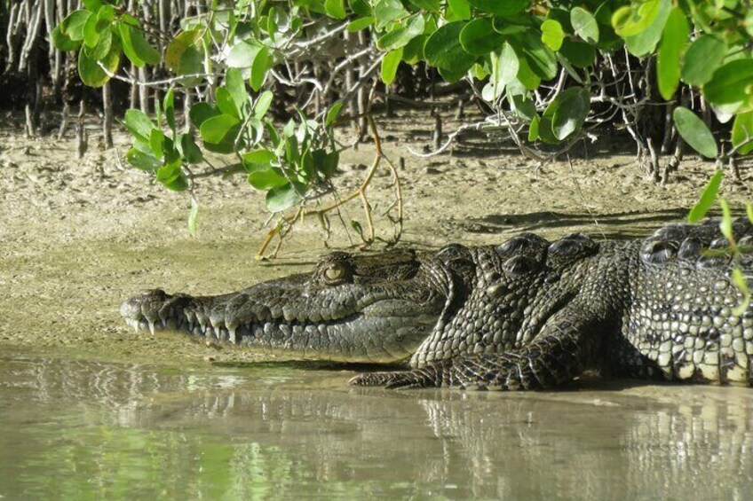 Kayak Experience in the Mangroves of Holbox Island (Sunrise or Sunset)