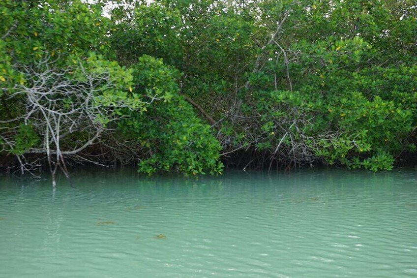 Kayak experience in the mangroves of Holbox Island