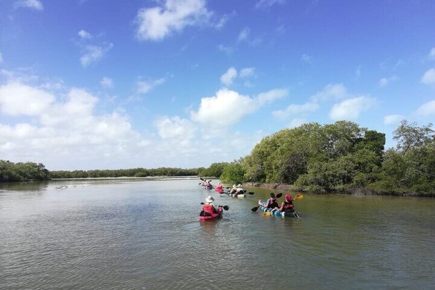 Kayak Experience in the Mangroves of Holbox Island (Sunrise or Sunset)