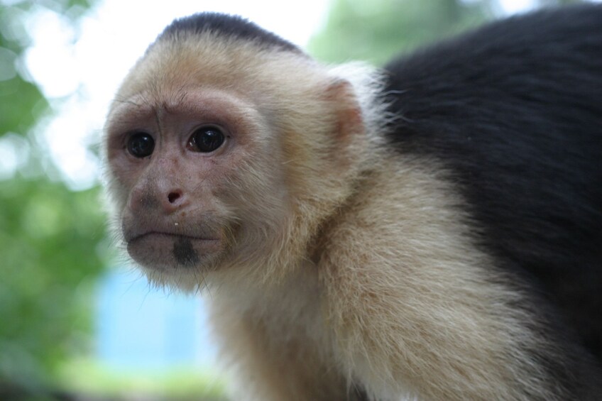 Show item 5 of 10. Manuel Antonio National Park