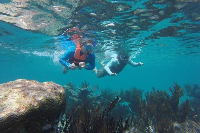 reefs and marine life