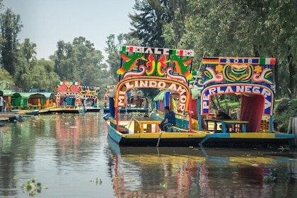 Tour of Xochimilco and Coyoacán, leaving the CDMX