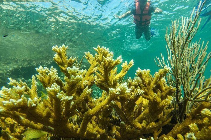 Isla Mujeres Snorkeling Tour with Lunch Included