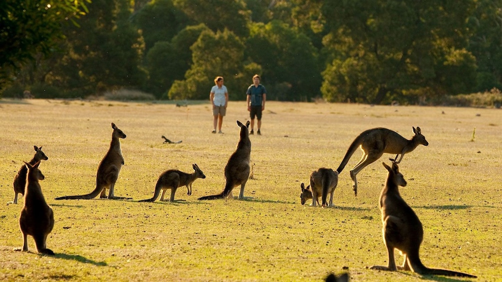 Show item 5 of 10. Kangaroos in a field at Grampians National Park
